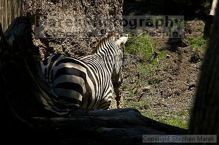 Zebra at the San Francisco Zoo.

Filename: srm_20050529_153526_4_std.jpg
Aperture: f/5.6
Shutter Speed: 1/400
Body: Canon EOS 20D
Lens: Canon EF 80-200mm f/2.8 L