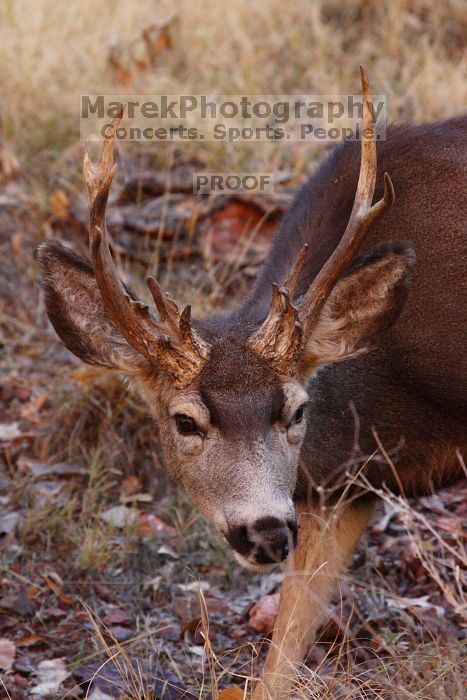 Buck mule deer, seen while backpacking the Grand Canyon with Beth, New Years 2009.

Filename: SRM_20090102_11400675.JPG
Aperture: f/8.0
Shutter Speed: 1/320
Body: Canon EOS-1D Mark II
Lens: Canon EF 100-400mm f/4.5-5.6 L IS USM