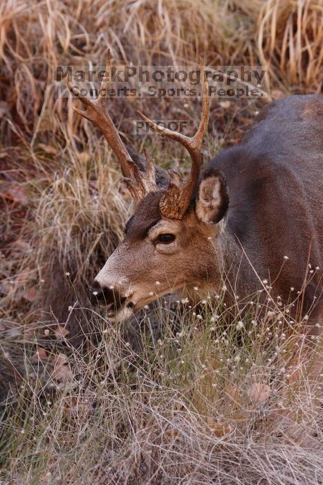 Buck mule deer, seen while backpacking the Grand Canyon with Beth, New Years 2009.

Filename: SRM_20090102_11410581.JPG
Aperture: f/8.0
Shutter Speed: 1/320
Body: Canon EOS-1D Mark II
Lens: Canon EF 100-400mm f/4.5-5.6 L IS USM