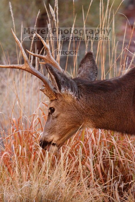 Buck mule deer, seen while backpacking the Grand Canyon with Beth, New Years 2009.

Filename: SRM_20090102_11414986.JPG
Aperture: f/8.0
Shutter Speed: 1/320
Body: Canon EOS-1D Mark II
Lens: Canon EF 100-400mm f/4.5-5.6 L IS USM