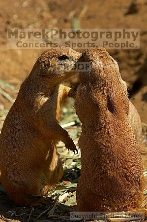 Prarie dogs at the San Francisco Zoo.

Filename: srm_20050529_184328_8_std.jpg
Aperture: f/5.6
Shutter Speed: 1/1000
Body: Canon EOS 20D
Lens: Canon EF 80-200mm f/2.8 L