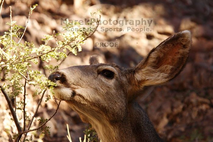 Mule deer, seen while backpacking the Grand Canyon with Beth, New Years 2009.

Filename: SRM_20090102_15392053.JPG
Aperture: f/7.1
Shutter Speed: 1/250
Body: Canon EOS-1D Mark II
Lens: Canon EF 100-400mm f/4.5-5.6 L IS USM w/ 1.4x II TC