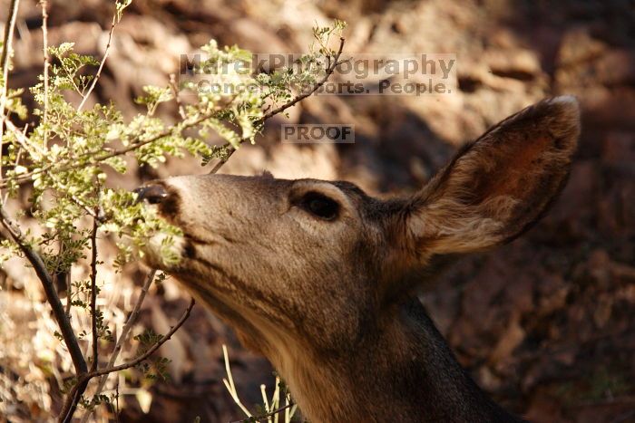 Mule deer, seen while backpacking the Grand Canyon with Beth, New Years 2009.

Filename: SRM_20090102_15392155.JPG
Aperture: f/7.1
Shutter Speed: 1/500
Body: Canon EOS-1D Mark II
Lens: Canon EF 100-400mm f/4.5-5.6 L IS USM w/ 1.4x II TC