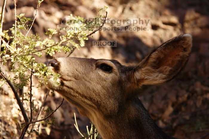 Mule deer, seen while backpacking the Grand Canyon with Beth, New Years 2009.

Filename: SRM_20090102_15392156.JPG
Aperture: f/7.1
Shutter Speed: 1/500
Body: Canon EOS-1D Mark II
Lens: Canon EF 100-400mm f/4.5-5.6 L IS USM w/ 1.4x II TC