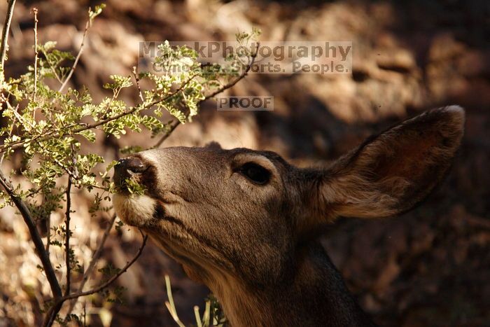 Mule deer, seen while backpacking the Grand Canyon with Beth, New Years 2009.

Filename: SRM_20090102_15392257.JPG
Aperture: f/7.1
Shutter Speed: 1/640
Body: Canon EOS-1D Mark II
Lens: Canon EF 100-400mm f/4.5-5.6 L IS USM w/ 1.4x II TC