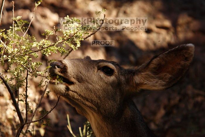 Mule deer, seen while backpacking the Grand Canyon with Beth, New Years 2009.

Filename: SRM_20090102_15392258.JPG
Aperture: f/7.1
Shutter Speed: 1/640
Body: Canon EOS-1D Mark II
Lens: Canon EF 100-400mm f/4.5-5.6 L IS USM w/ 1.4x II TC