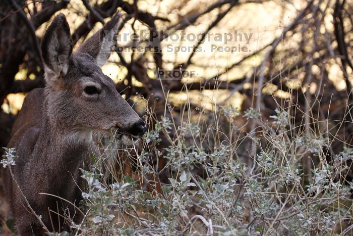 Mule deer, seen while backpacking the Grand Canyon with Beth, New Years 2009.

Filename: SRM_20090102_15414263.JPG
Aperture: f/4.5
Shutter Speed: 1/320
Body: Canon EOS-1D Mark II
Lens: Canon EF 100-400mm f/4.5-5.6 L IS USM