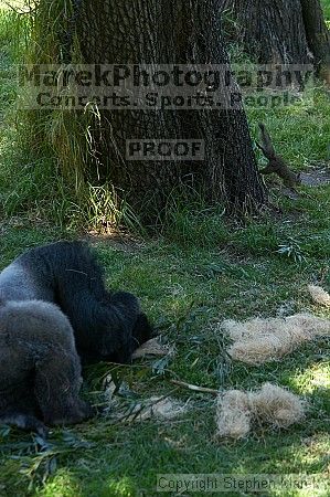 Gorilla at the San Francisco Zoo.

Filename: srm_20050529_154606_5_std.jpg
Aperture: f/3.2
Shutter Speed: 1/200
Body: Canon EOS 20D
Lens: Canon EF 80-200mm f/2.8 L