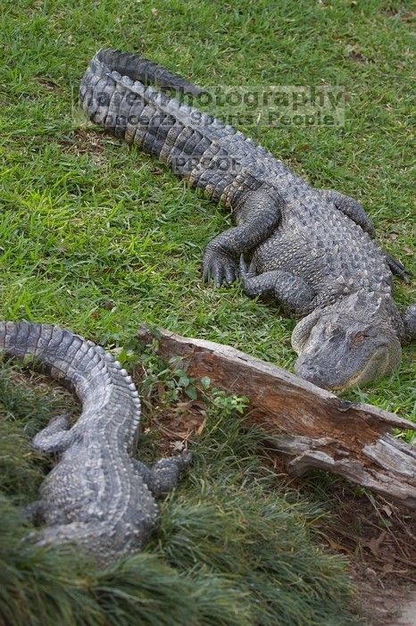 Alligators at Sea World, San Antonio.

Filename: SRM_20060423_163802_0.jpg
Aperture: f/4.0
Shutter Speed: 1/320
Body: Canon EOS 20D
Lens: Canon EF 80-200mm f/2.8 L