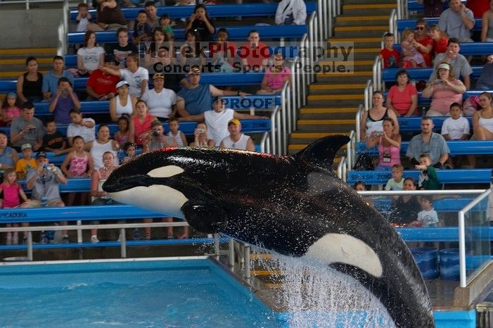 Shamu and Namu in the Believe show at Sea World, San Antonio.

Filename: SRM_20060423_123456_2.jpg
Aperture: f/5.0
Shutter Speed: 1/200
Body: Canon EOS 20D
Lens: Canon EF 80-200mm f/2.8 L