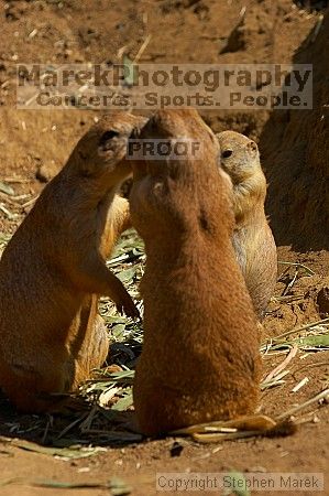 Prarie dogs at the San Francisco Zoo.

Filename: srm_20050529_184330_9_std.jpg
Aperture: f/5.6
Shutter Speed: 1/1000
Body: Canon EOS 20D
Lens: Canon EF 80-200mm f/2.8 L