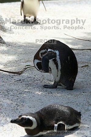 Penguins at the San Francisco Zoo.

Filename: srm_20050529_164052_6_std.jpg
Aperture: f/5.6
Shutter Speed: 1/640
Body: Canon EOS 20D
Lens: Canon EF 80-200mm f/2.8 L