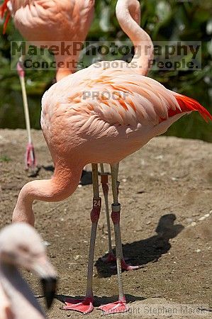 Pink flamingos at the San Francisco Zoo.

Filename: srm_20050529_163110_0_std.jpg
Aperture: f/5.6
Shutter Speed: 1/1600
Body: Canon EOS 20D
Lens: Canon EF 80-200mm f/2.8 L