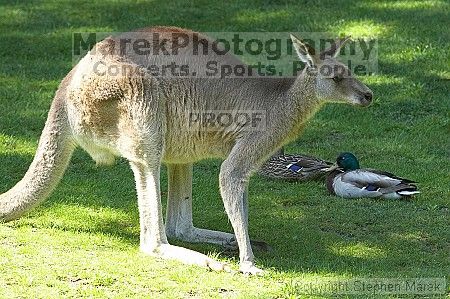 Kangaroos at the San Francisco Zoo.

Filename: srm_20050529_182226_3_std.jpg
Aperture: f/6.3
Shutter Speed: 1/320
Body: Canon EOS 20D
Lens: Canon EF 80-200mm f/2.8 L