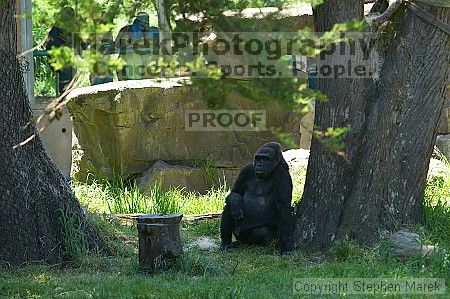 Gorilla at the San Francisco Zoo.

Filename: srm_20050529_155328_4_std.jpg
Aperture: f/4.5
Shutter Speed: 1/125
Body: Canon EOS 20D
Lens: Canon EF 80-200mm f/2.8 L