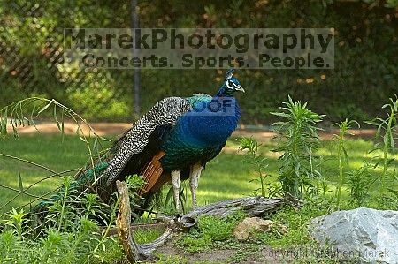 Visit to San Francisco Zoo.

Filename: srm_20050529_182734_2_std.jpg
Aperture: f/7.1
Shutter Speed: 1/160
Body: Canon EOS 20D
Lens: Canon EF 80-200mm f/2.8 L