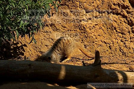 Meerkcats at the San Francisco Zoo.

Filename: srm_20050529_184746_1_std.jpg
Aperture: f/7.1
Shutter Speed: 1/800
Body: Canon EOS 20D
Lens: Canon EF 80-200mm f/2.8 L