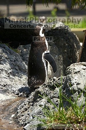 Penguins at the San Francisco Zoo.

Filename: srm_20050529_164422_9_std.jpg
Aperture: f/5.6
Shutter Speed: 1/640
Body: Canon EOS 20D
Lens: Canon EF 80-200mm f/2.8 L