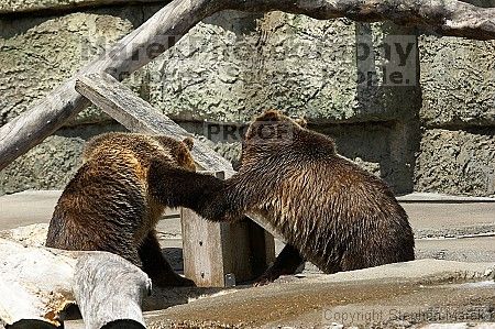 Bears playing at the San Francisco Zoo.

Filename: srm_20050529_173334_4_std.jpg
Aperture: f/5.6
Shutter Speed: 1/800
Body: Canon EOS 20D
Lens: Canon EF 80-200mm f/2.8 L