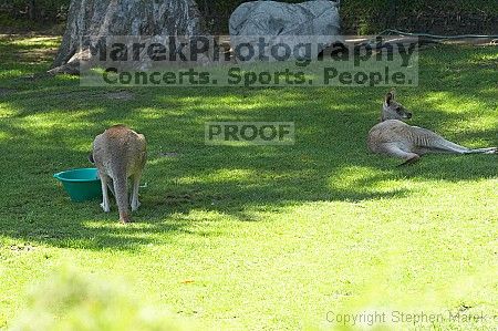 Kangaroos at the San Francisco Zoo.

Filename: srm_20050529_182114_0_std.jpg
Aperture: f/7.1
Shutter Speed: 1/250
Body: Canon EOS 20D
Lens: Canon EF 80-200mm f/2.8 L