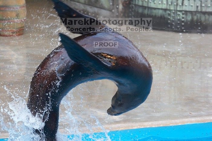 Sea lions Clyde and Seamore in "The Cannery Row Caper" show at Sea World, San Antonio.

Filename: SRM_20060423_162108_5.jpg
Aperture: f/4.0
Shutter Speed: 1/320
Body: Canon EOS 20D
Lens: Canon EF 80-200mm f/2.8 L