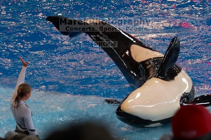 Shamu and Namu in the Believe show at Sea World, San Antonio.

Filename: SRM_20060423_123930_3.jpg
Aperture: f/5.0
Shutter Speed: 1/250
Body: Canon EOS 20D
Lens: Canon EF 80-200mm f/2.8 L