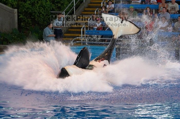 Shamu and Namu in the Believe show at Sea World, San Antonio.

Filename: SRM_20060423_123432_7.jpg
Aperture: f/5.0
Shutter Speed: 1/200
Body: Canon EOS 20D
Lens: Canon EF 80-200mm f/2.8 L