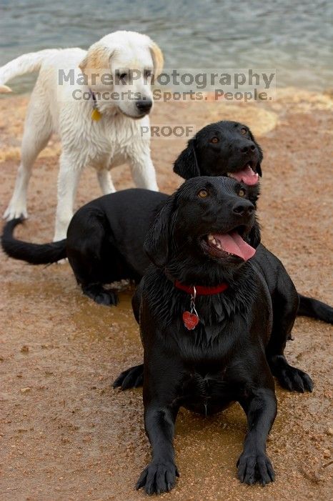 Dogs at play.  Photos from Town Lake Hike & Bike trail in Austin, TX.

Filename: SRM_20060312_101442_0.jpg
Aperture: f/5.6
Shutter Speed: 1/320
Body: Canon EOS 20D
Lens: Canon EF 80-200mm f/2.8 L