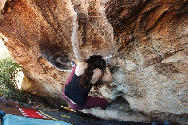 Bouldering in Hueco Tanks on 11/02/2018 with Blue Lizard Climbing and Yoga

Filename: SRM_20181102_1440470.jpg
Aperture: f/4.0
Shutter Speed: 1/250
Body: Canon EOS-1D Mark II
Lens: Canon EF 16-35mm f/2.8 L