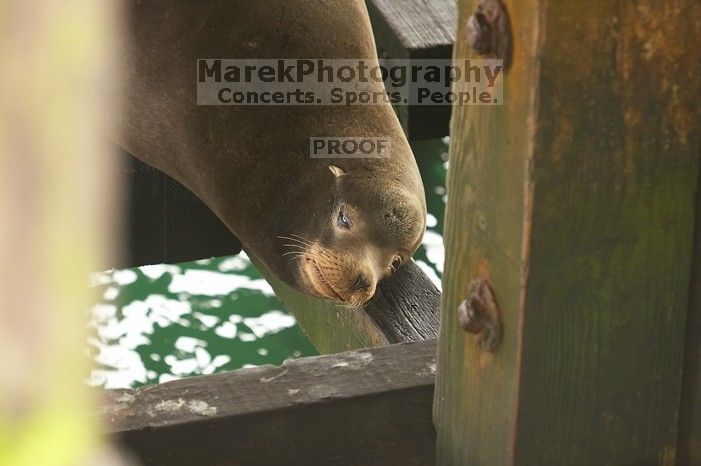 Sea lions resting under the pier at Santa Cruz, California.

Filename: SRM_20060429_181020_1.jpg
Aperture: f/3.2
Shutter Speed: 1/200
Body: Canon EOS 20D
Lens: Canon EF 80-200mm f/2.8 L