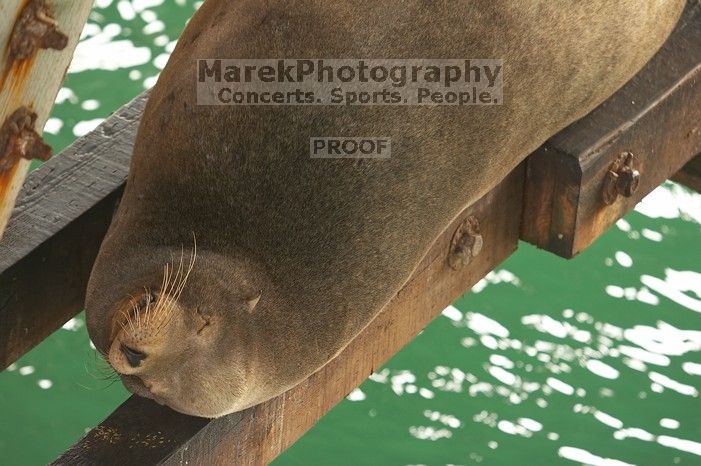 Sea lions resting under the pier at Santa Cruz, California.

Filename: SRM_20060429_181554_3.jpg
Aperture: f/3.5
Shutter Speed: 1/100
Body: Canon EOS 20D
Lens: Canon EF 80-200mm f/2.8 L