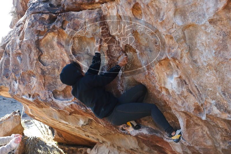 Bouldering in Hueco Tanks on 11/30/2019 with Blue Lizard Climbing and Yoga

Filename: SRM_20191130_1513140.jpg
Aperture: f/4.0
Shutter Speed: 1/320
Body: Canon EOS-1D Mark II
Lens: Canon EF 50mm f/1.8 II