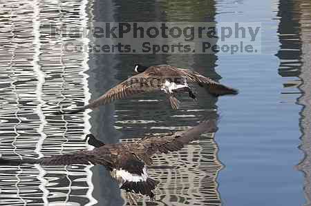 1020409145

Filename: SRM_20050925_122436_0.jpg
Aperture: f/10.0
Shutter Speed: 1/500
Body: Canon EOS 20D
Lens: Canon EF 80-200mm f/2.8 L