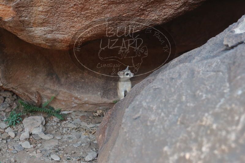 Bouldering in Hueco Tanks on 01/08/2020 with Blue Lizard Climbing and Yoga

Filename: SRM_20200108_1801000.jpg
Aperture: f/3.2
Shutter Speed: 1/100
Body: Canon EOS-1D Mark II
Lens: Canon EF 50mm f/1.8 II