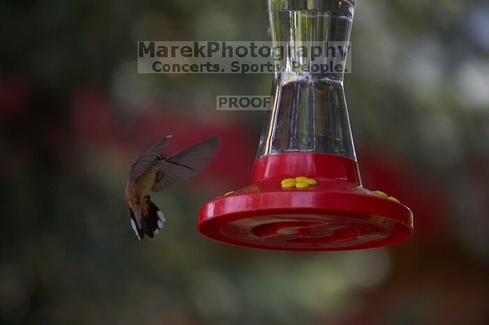 Hummingbirds at the hummingbird feeder at Foot of the Mountain Motel.

Filename: SRM_20070729_1444404.jpg
Aperture: f/4.0
Shutter Speed: 1/2000
Body: Canon EOS-1D Mark II
Lens: Canon EF 80-200mm f/2.8 L