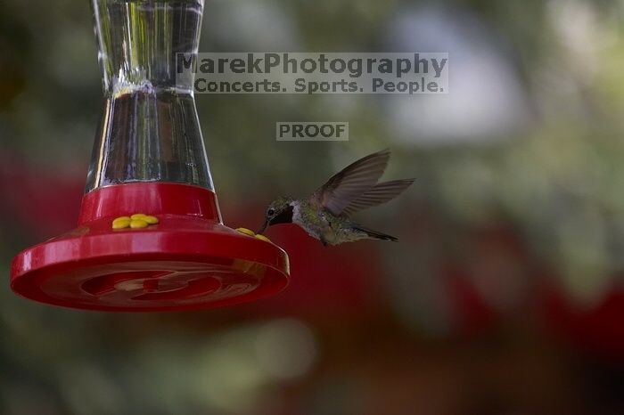 Hummingbirds at the hummingbird feeder at Foot of the Mountain Motel.

Filename: SRM_20070729_1445384.jpg
Aperture: f/4.0
Shutter Speed: 1/2000
Body: Canon EOS-1D Mark II
Lens: Canon EF 80-200mm f/2.8 L