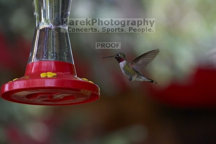 Hummingbirds at the hummingbird feeder at Foot of the Mountain Motel.

Filename: SRM_20070729_1447020.jpg
Aperture: f/4.0
Shutter Speed: 1/1600
Body: Canon EOS-1D Mark II
Lens: Canon EF 80-200mm f/2.8 L