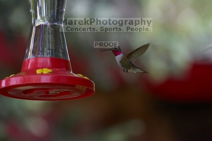 Hummingbirds at the hummingbird feeder at Foot of the Mountain Motel.

Filename: SRM_20070729_1447086.jpg
Aperture: f/4.0
Shutter Speed: 1/1600
Body: Canon EOS-1D Mark II
Lens: Canon EF 80-200mm f/2.8 L