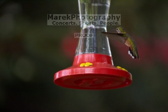 Hummingbirds at the hummingbird feeder at Foot of the Mountain Motel.

Filename: SRM_20070729_1540227.jpg
Aperture: f/2.8
Shutter Speed: 1/2500
Body: Canon EOS-1D Mark II
Lens: Canon EF 80-200mm f/2.8 L