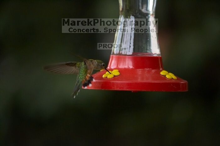 Hummingbirds at the hummingbird feeder at Foot of the Mountain Motel.

Filename: SRM_20070729_1543087.jpg
Aperture: f/2.8
Shutter Speed: 1/2500
Body: Canon EOS-1D Mark II
Lens: Canon EF 80-200mm f/2.8 L