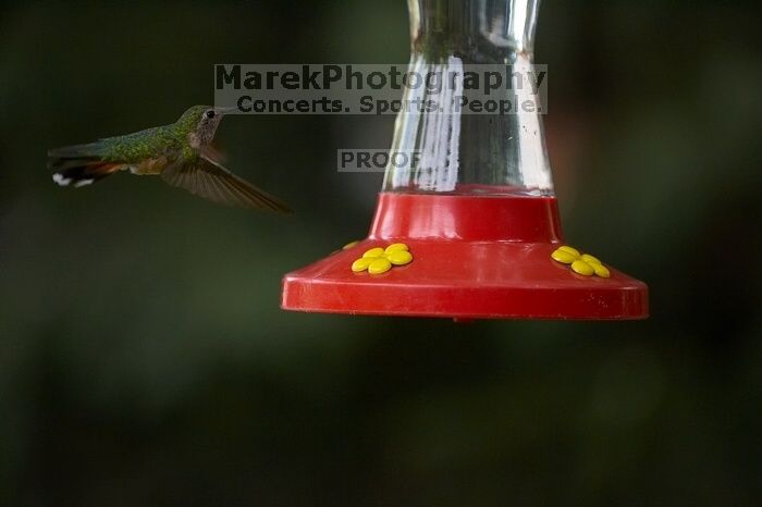 Hummingbirds at the hummingbird feeder at Foot of the Mountain Motel.

Filename: SRM_20070729_1543108.jpg
Aperture: f/2.8
Shutter Speed: 1/2500
Body: Canon EOS-1D Mark II
Lens: Canon EF 80-200mm f/2.8 L