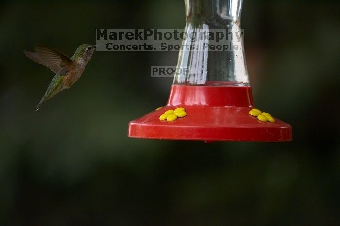 Hummingbirds at the hummingbird feeder at Foot of the Mountain Motel.

Filename: SRM_20070729_1543109.jpg
Aperture: f/2.8
Shutter Speed: 1/2500
Body: Canon EOS-1D Mark II
Lens: Canon EF 80-200mm f/2.8 L