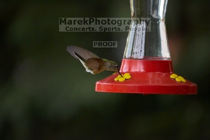 Hummingbirds at the hummingbird feeder at Foot of the Mountain Motel.

Filename: SRM_20070729_1543121.jpg
Aperture: f/2.8
Shutter Speed: 1/2500
Body: Canon EOS-1D Mark II
Lens: Canon EF 80-200mm f/2.8 L