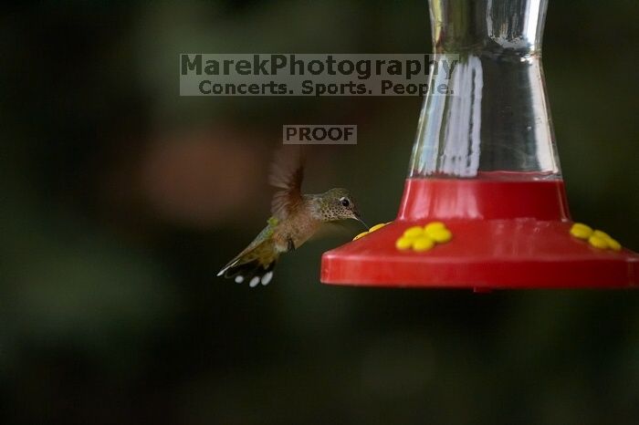 Hummingbirds at the hummingbird feeder at Foot of the Mountain Motel.

Filename: SRM_20070729_1544364.jpg
Aperture: f/2.8
Shutter Speed: 1/3200
Body: Canon EOS-1D Mark II
Lens: Canon EF 80-200mm f/2.8 L