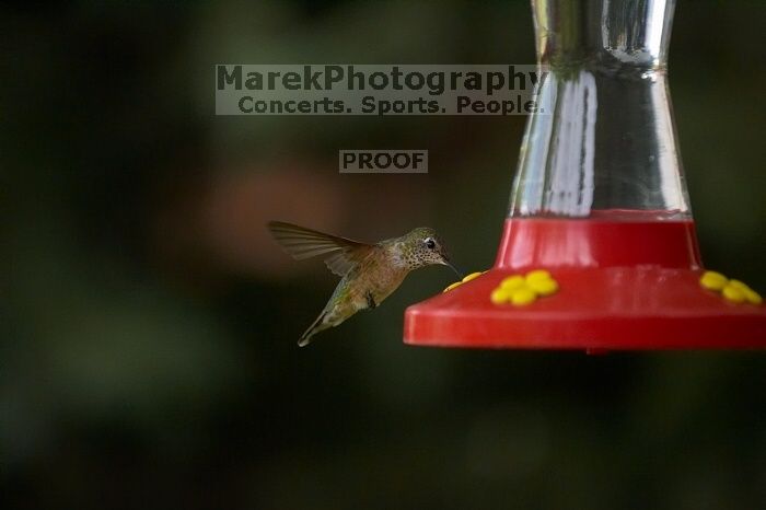 Hummingbirds at the hummingbird feeder at Foot of the Mountain Motel.

Filename: SRM_20070729_1544421.jpg
Aperture: f/2.8
Shutter Speed: 1/3200
Body: Canon EOS-1D Mark II
Lens: Canon EF 80-200mm f/2.8 L