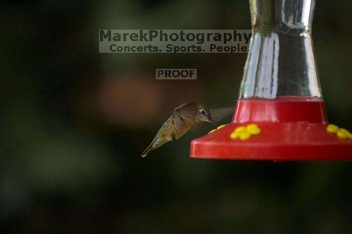 Hummingbirds at the hummingbird feeder at Foot of the Mountain Motel.

Filename: SRM_20070729_1544442.jpg
Aperture: f/2.8
Shutter Speed: 1/3200
Body: Canon EOS-1D Mark II
Lens: Canon EF 80-200mm f/2.8 L