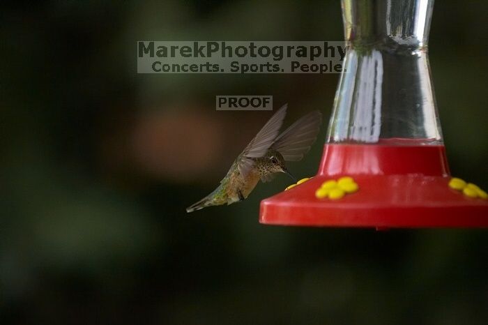 Hummingbirds at the hummingbird feeder at Foot of the Mountain Motel.

Filename: SRM_20070729_1544464.jpg
Aperture: f/2.8
Shutter Speed: 1/3200
Body: Canon EOS-1D Mark II
Lens: Canon EF 80-200mm f/2.8 L