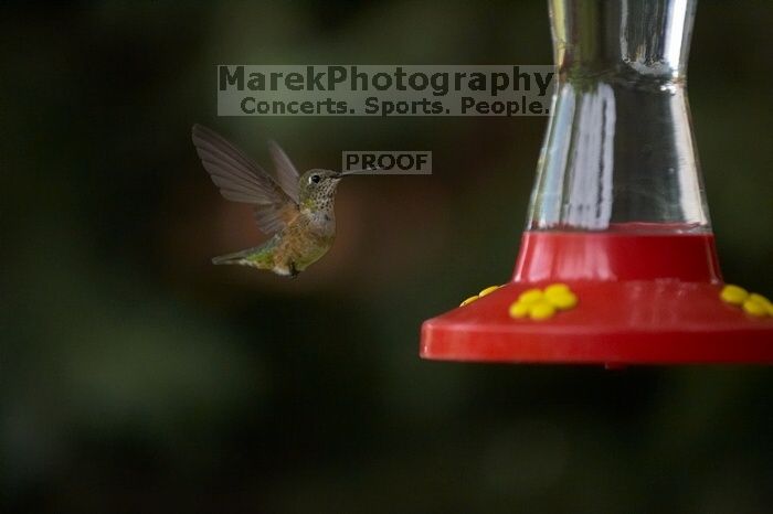 Hummingbirds at the hummingbird feeder at Foot of the Mountain Motel.

Filename: SRM_20070729_1544465.jpg
Aperture: f/2.8
Shutter Speed: 1/3200
Body: Canon EOS-1D Mark II
Lens: Canon EF 80-200mm f/2.8 L