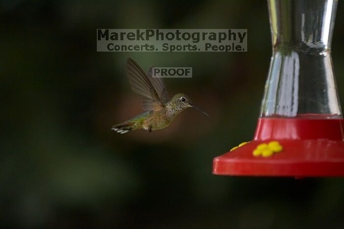 Hummingbirds at the hummingbird feeder at Foot of the Mountain Motel.

Filename: SRM_20070729_1544508.jpg
Aperture: f/2.8
Shutter Speed: 1/3200
Body: Canon EOS-1D Mark II
Lens: Canon EF 80-200mm f/2.8 L