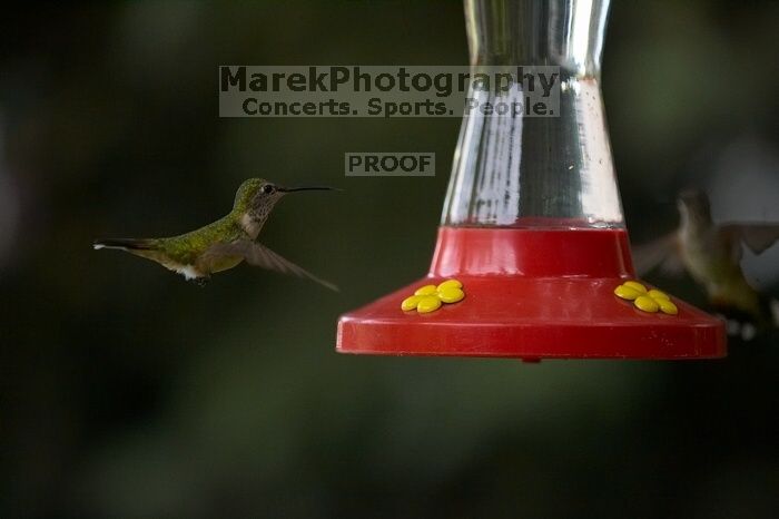 Hummingbirds at the hummingbird feeder at Foot of the Mountain Motel.

Filename: SRM_20070729_1545122.jpg
Aperture: f/2.8
Shutter Speed: 1/3200
Body: Canon EOS-1D Mark II
Lens: Canon EF 80-200mm f/2.8 L